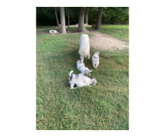 9 weeks old Great Pyrenees puppies for sale