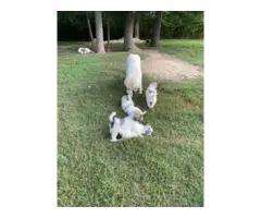 9 weeks old Great Pyrenees puppies for sale - 6