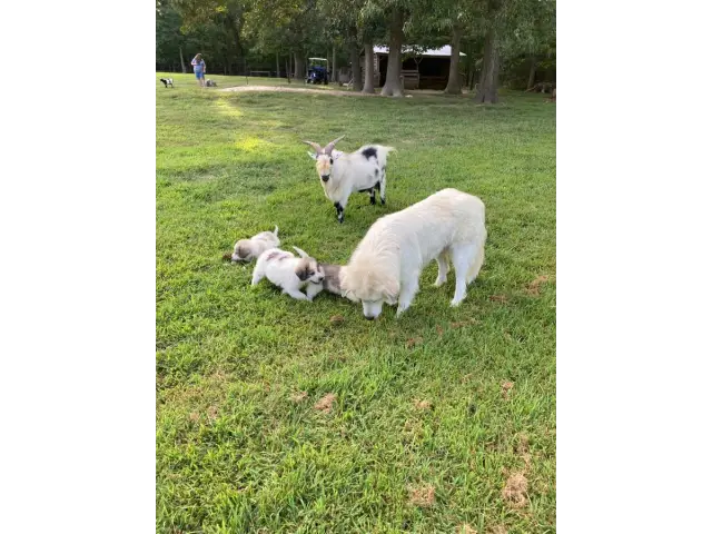 9 weeks old Great Pyrenees puppies for sale - 7/8