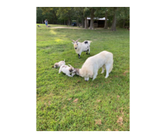 9 weeks old Great Pyrenees puppies for sale