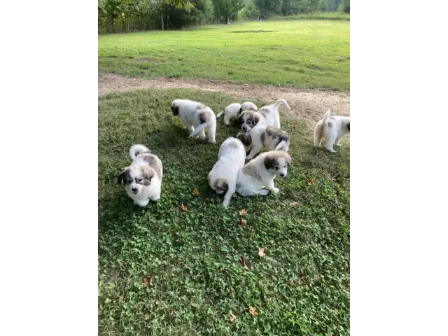 9 weeks old Great Pyrenees puppies for sale - 8/8