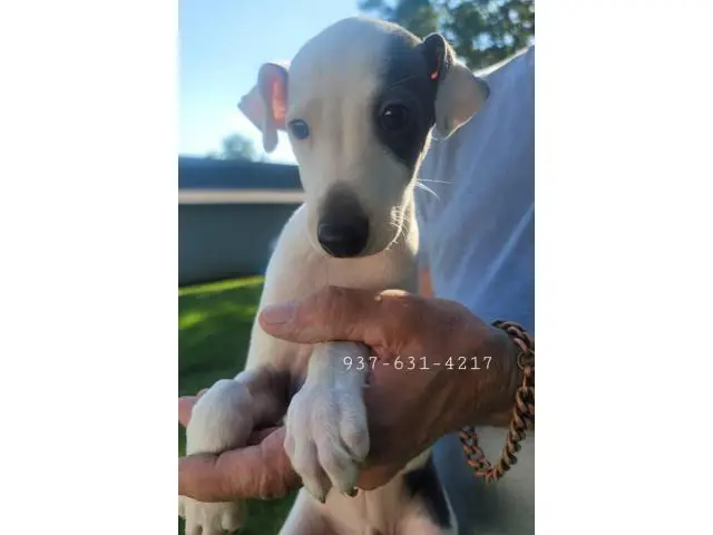 Male Italian Greyhound puppies for sale - 1/5