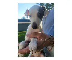 Male Italian Greyhound puppies for sale