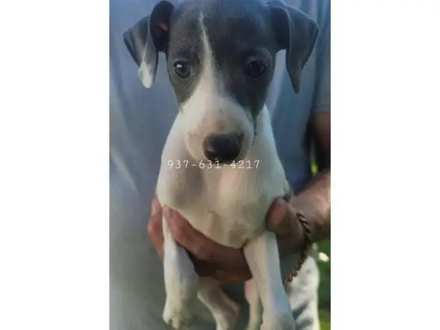 Male Italian Greyhound puppies for sale - 2/5