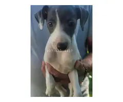 Male Italian Greyhound puppies for sale - 2