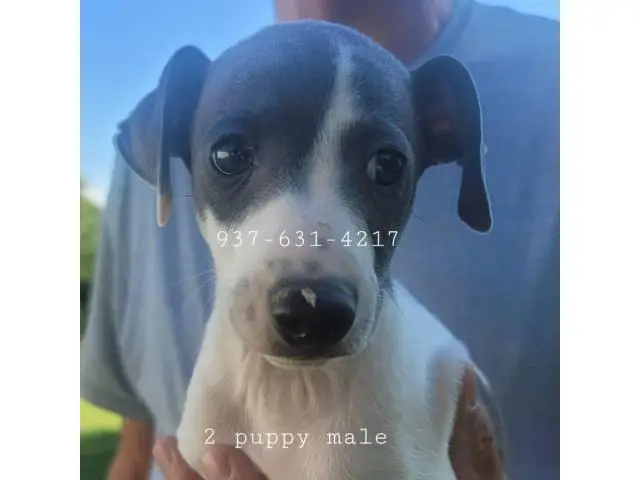 Male Italian Greyhound puppies for sale - 3/5