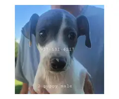 Male Italian Greyhound puppies for sale - 3