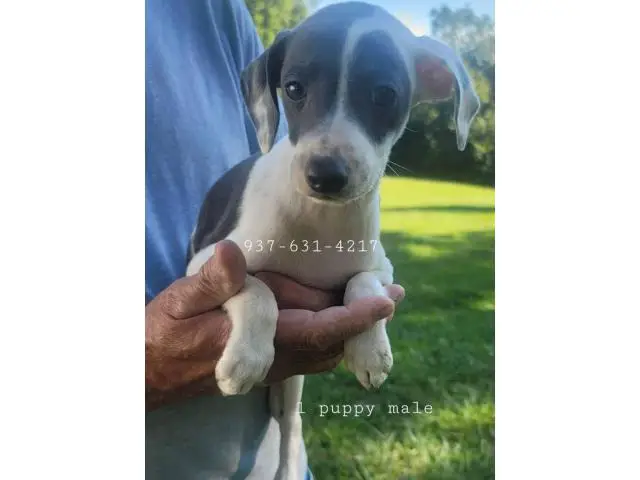 Male Italian Greyhound puppies for sale - 4/5