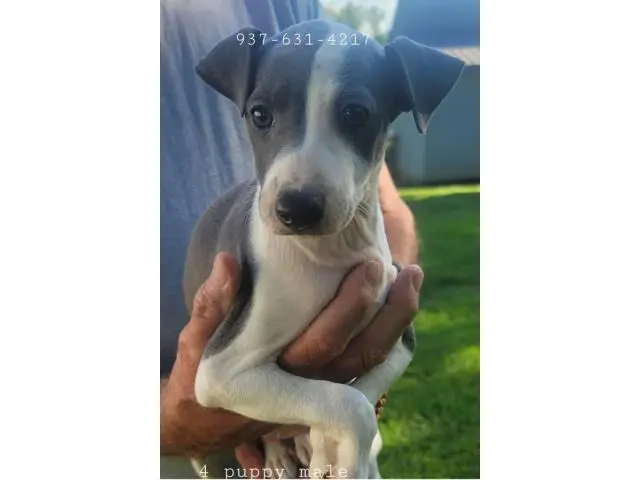 Male Italian Greyhound puppies for sale - 5/5
