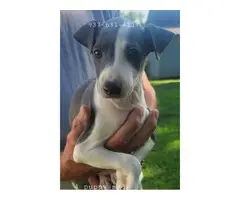 Male Italian Greyhound puppies for sale - 5