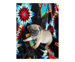 5 Pug puppies for sale