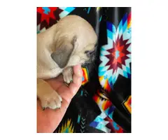 5 Pug puppies for sale - 3