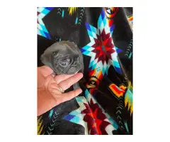 5 Pug puppies for sale - 5