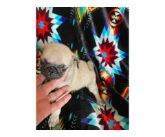 5 Pug puppies for sale - 6