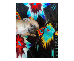 5 Pug puppies for sale