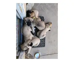 English Mastiff Puppies - 2