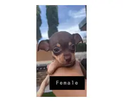 3 Chihuahua puppies for adoption