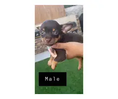 3 Chihuahua puppies for adoption - 2