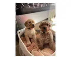 F2 Goldendoodle puppies for sale