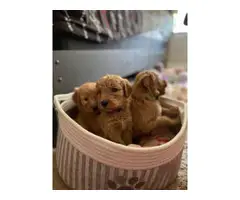 F2 Goldendoodle puppies for sale - 2