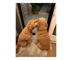 F2 Goldendoodle puppies for sale - 3