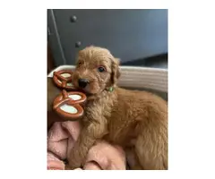 F2 Goldendoodle puppies for sale - 4