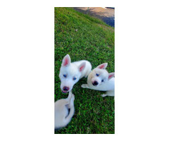 Beautiful Husky Puppies for Sale