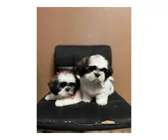 2 cute Shih tzu puppies for sale - 1