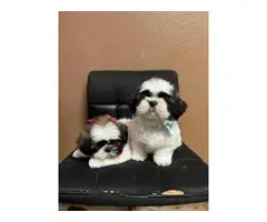 2 cute Shih tzu puppies for sale - 2