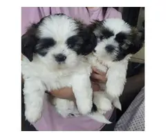 2 cute Shih tzu puppies for sale - 3