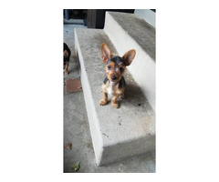 Male and female Chorkie puppies for sale