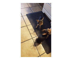 Male and female Chorkie puppies for sale