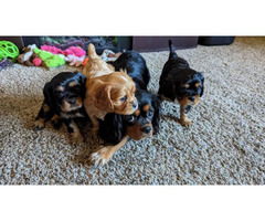 3 purebred King Charles Spaniel puppies for sale
