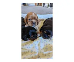 3 purebred King Charles Spaniel puppies for sale - 3