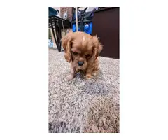 3 purebred King Charles Spaniel puppies for sale - 6