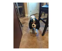 3 purebred King Charles Spaniel puppies for sale - 8
