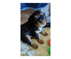 3 purebred King Charles Spaniel puppies for sale - 10