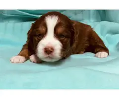 4 male toy Aussie puppies for sale - 2