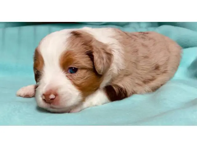 4 male toy Aussie puppies for sale - 3/5