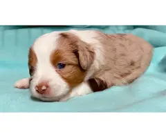 4 male toy Aussie puppies for sale - 3