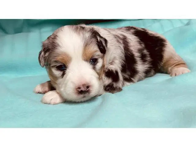 4 male toy Aussie puppies for sale - 4/5