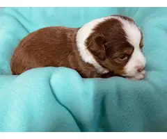 4 male toy Aussie puppies for sale - 5