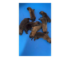 3 girls and 4 boys Belgian Malinois puppies for sale