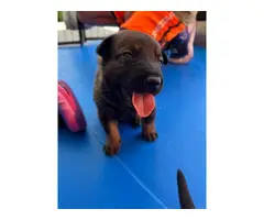 3 girls and 4 boys Belgian Malinois puppies for sale - 3