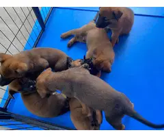 3 girls and 4 boys Belgian Malinois puppies for sale - 6