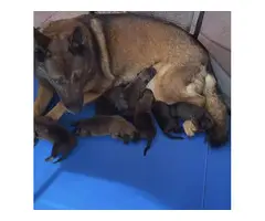 3 girls and 4 boys Belgian Malinois puppies for sale - 7