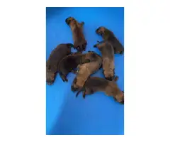 3 girls and 4 boys Belgian Malinois puppies for sale - 8
