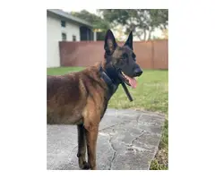 3 girls and 4 boys Belgian Malinois puppies for sale - 9