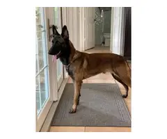 3 girls and 4 boys Belgian Malinois puppies for sale - 10