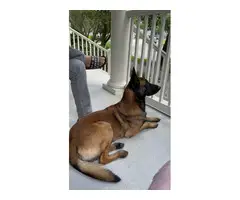 3 girls and 4 boys Belgian Malinois puppies for sale - 11